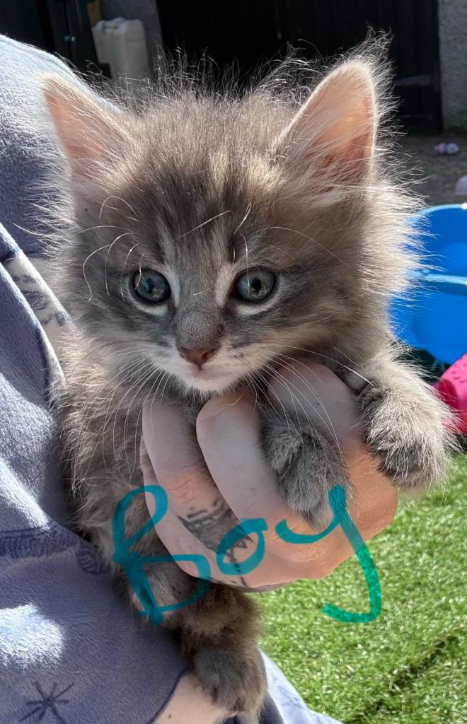 Kittens