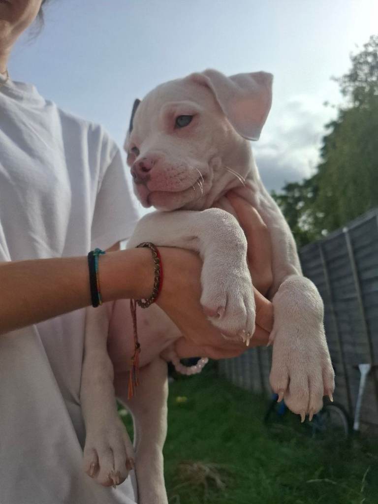 american bully puppie