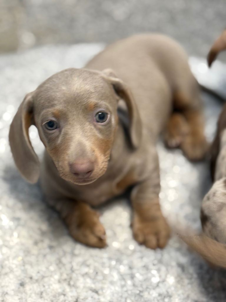 Dachshund puppies