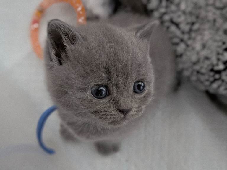 British shorthair cross