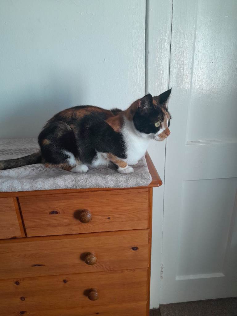 2 female cats