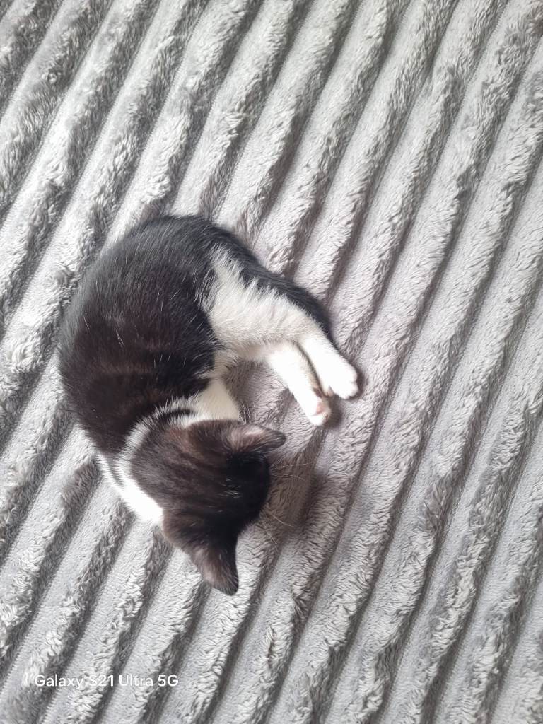Cat for sale