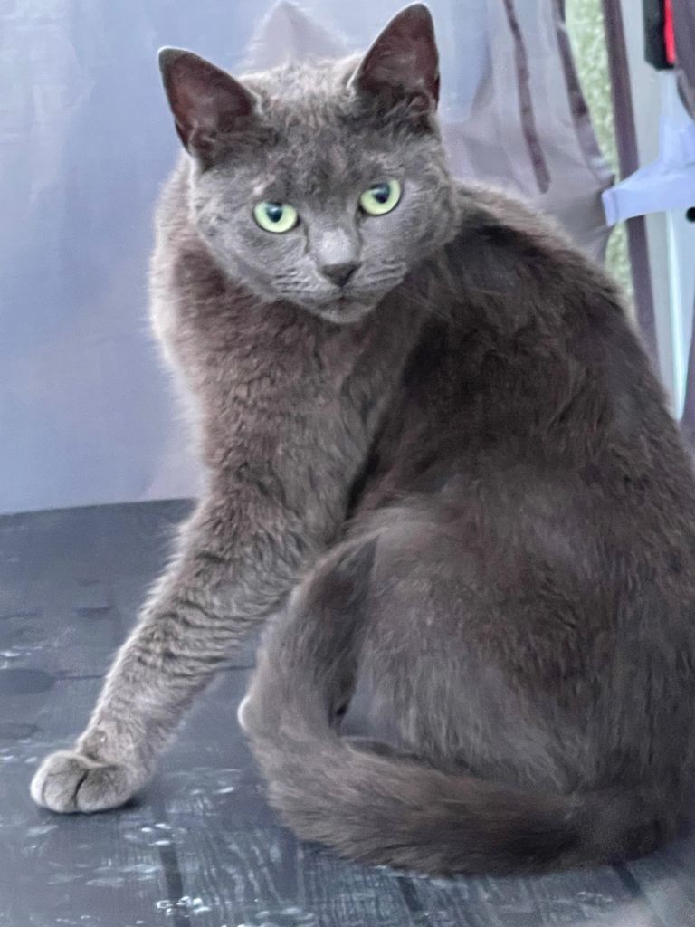 British blue 