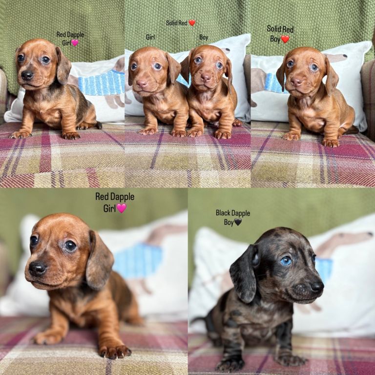 SMOOTH HAIRED MINIATURE DACHSHUNDS