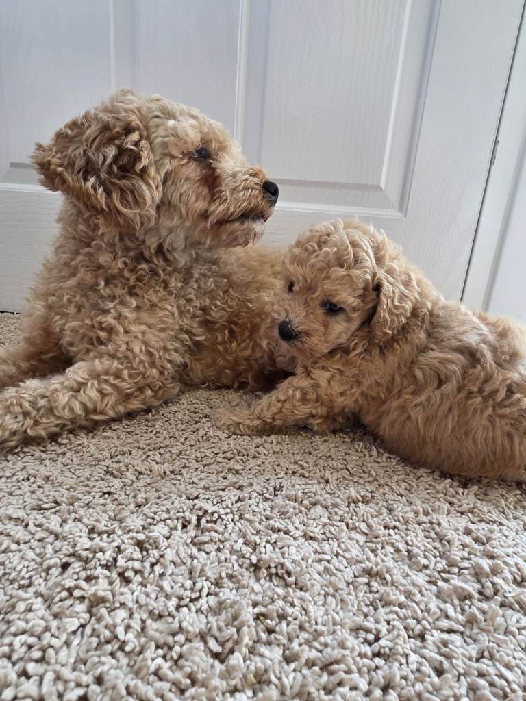 Red Toy poodle
