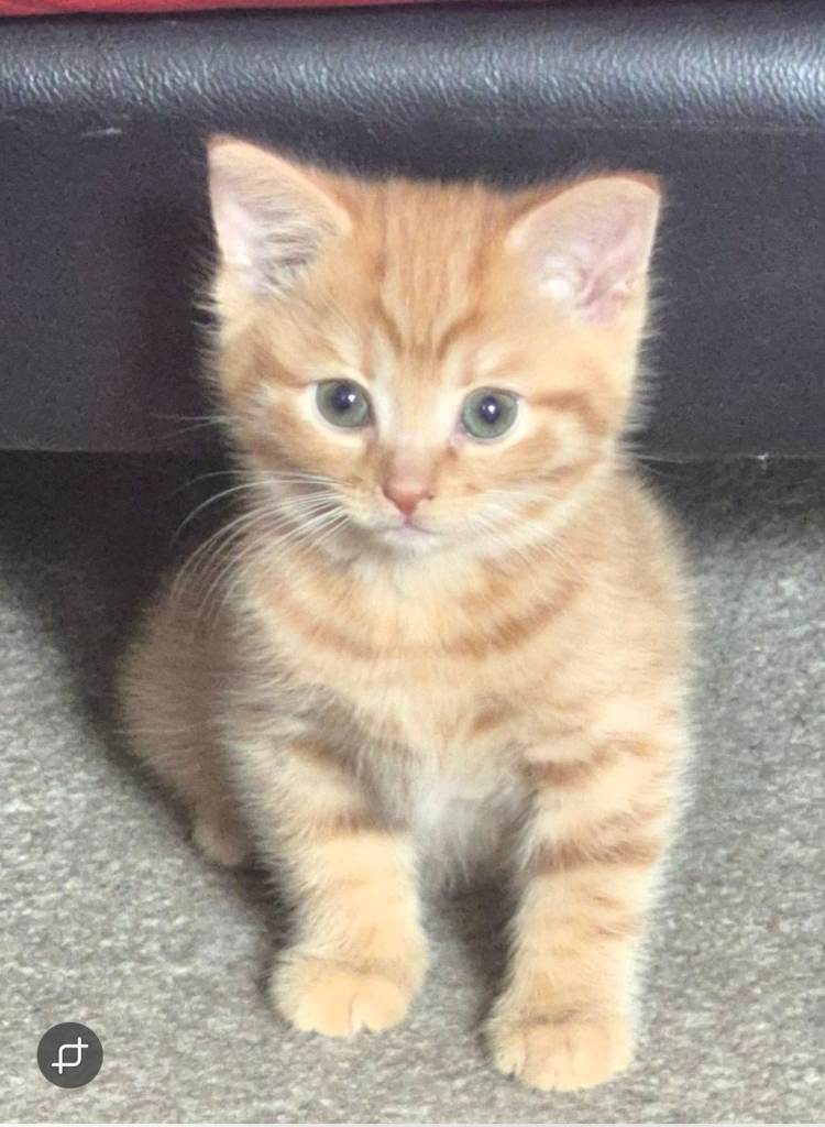 Sweet Ginger Girl Seeking Forever Home!