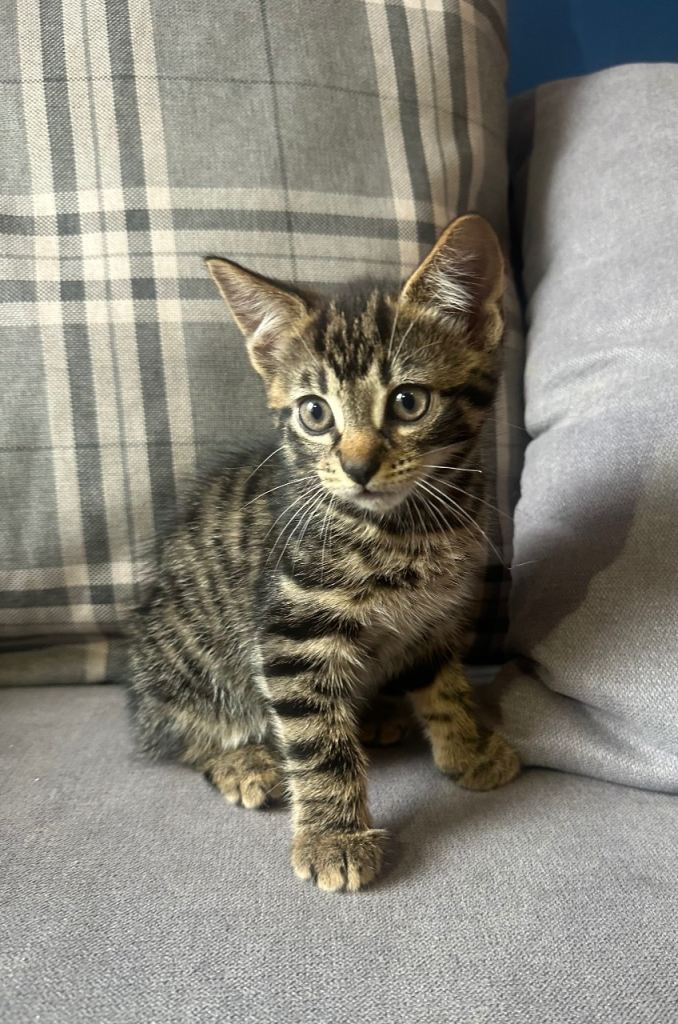 Kittens 
