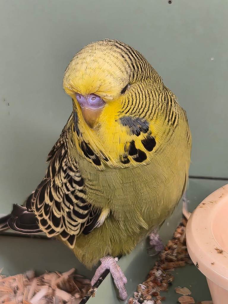 Baby budgies 