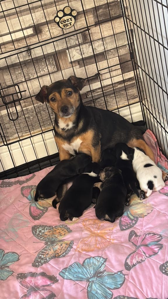 Puppies 1/4 Jack Russell 3/4 chihuahua 