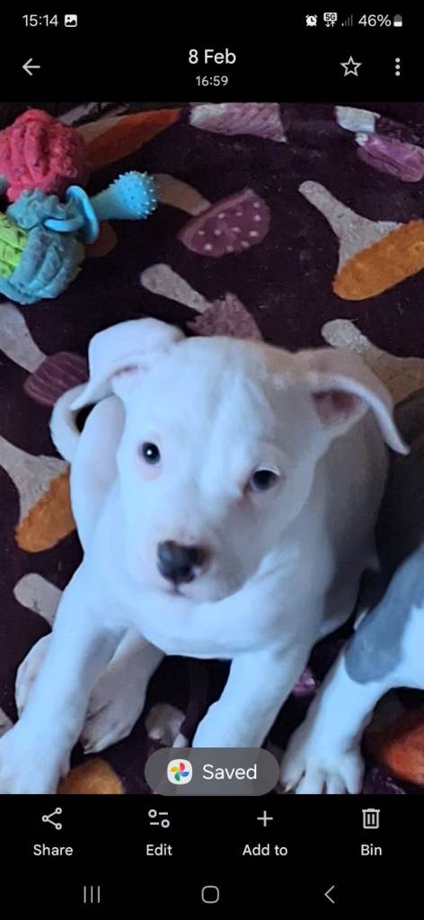 9 week old beautiful boy puppy left looking for his forever home 