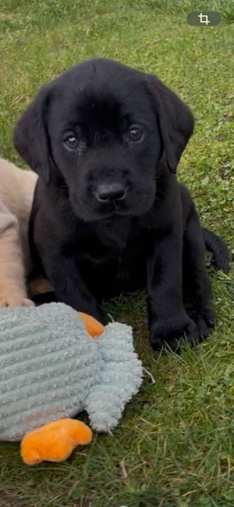 Pedigree labrador pups