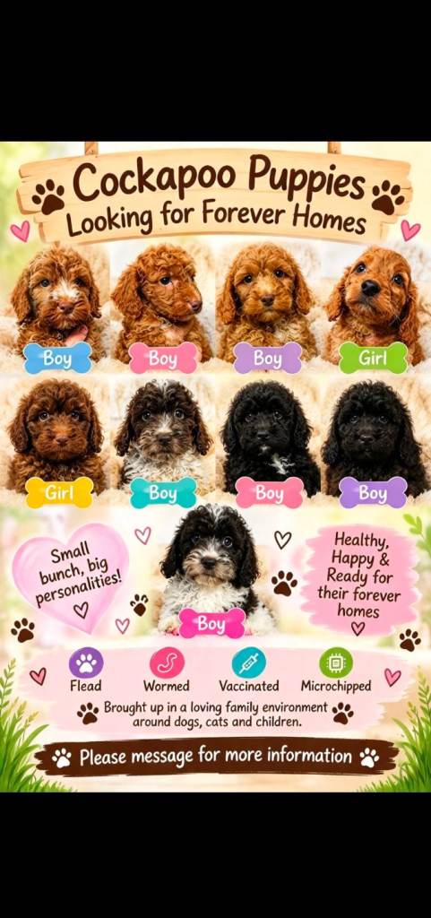 Cockapoo puppies READY NOW