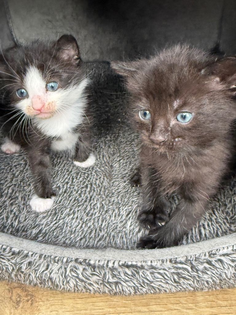 Kittens
