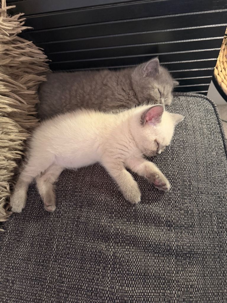 British Shorthair Kitten