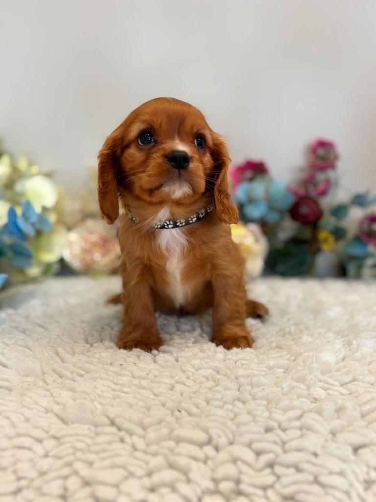 King Charles cavalier spaniel pups boys