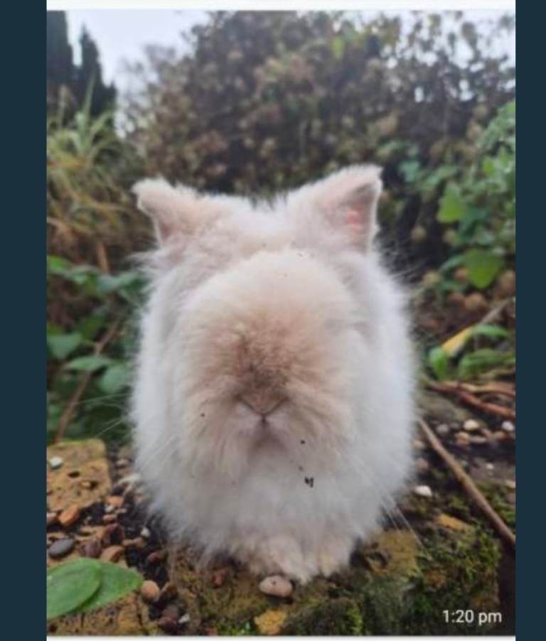 Very rare Teddy dwarf Rabbit