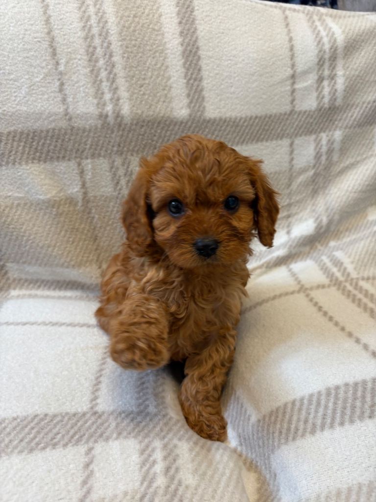 Cavapoo one male Left fully health checked ready now