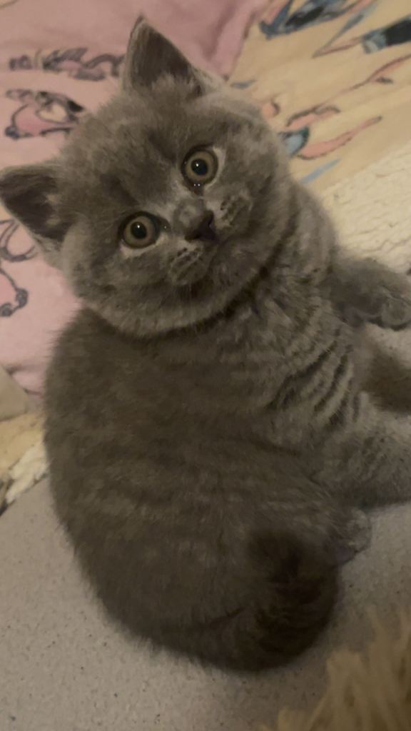 4 gorgeous British short hair kittens for sale!!! 