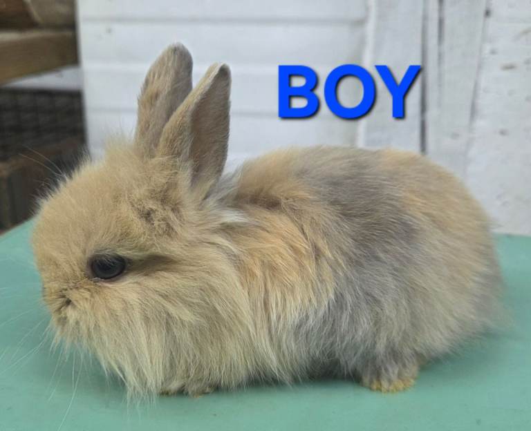 HAND REARED BABY RABBITS!!! VIEW ALL PICTURES!!