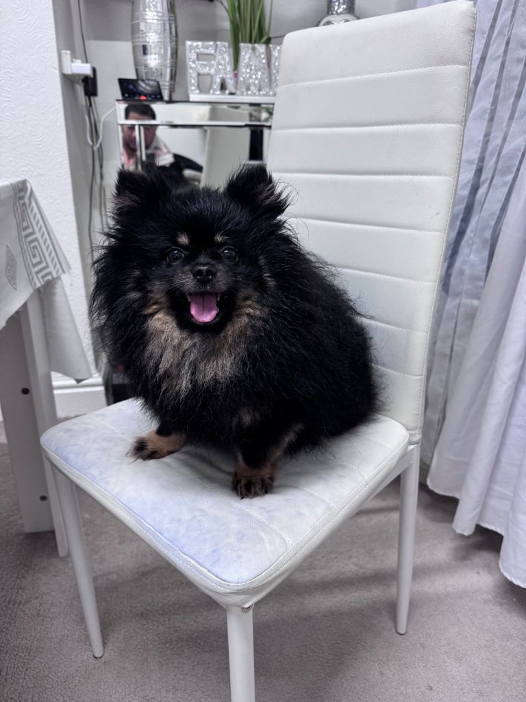 Tiny Pomeranian boy ready now