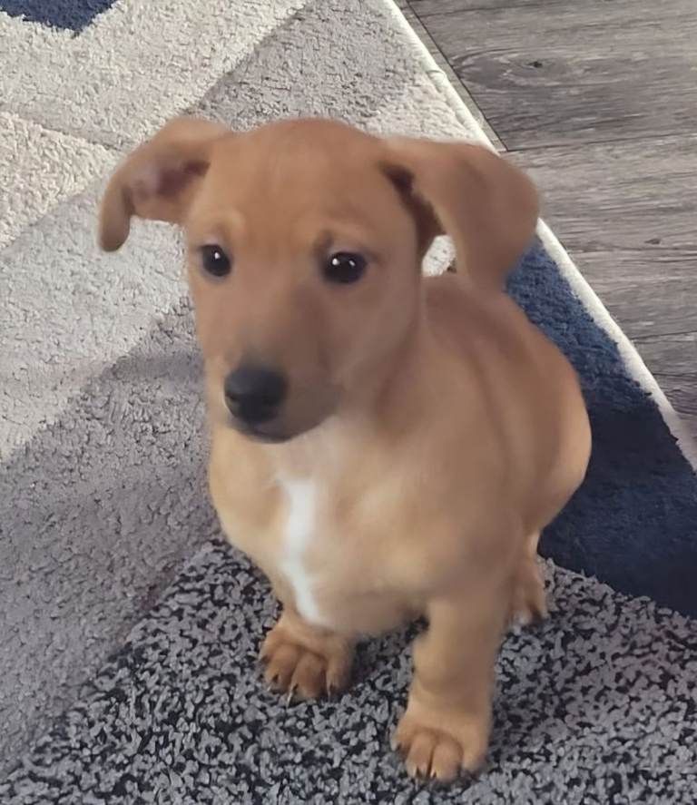 Miniature Dachshund x Jack Russell Pup
