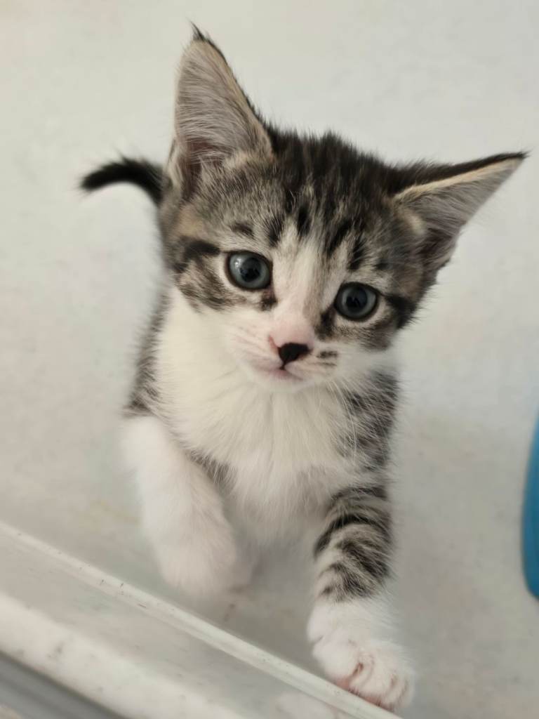 Stunning Tabby & White kittens!! Taking deposits. 