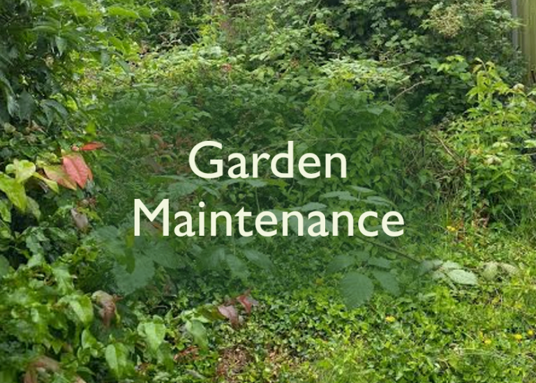 Garden Maintenance and Taming Overgrowth