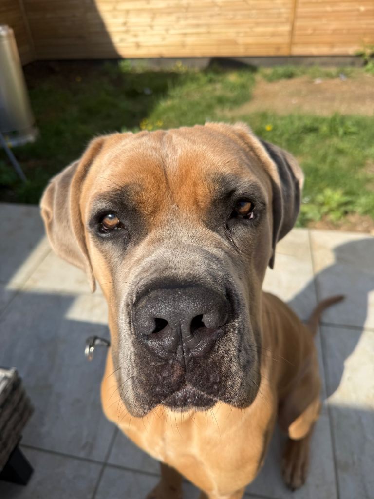 Formentino cane corso 