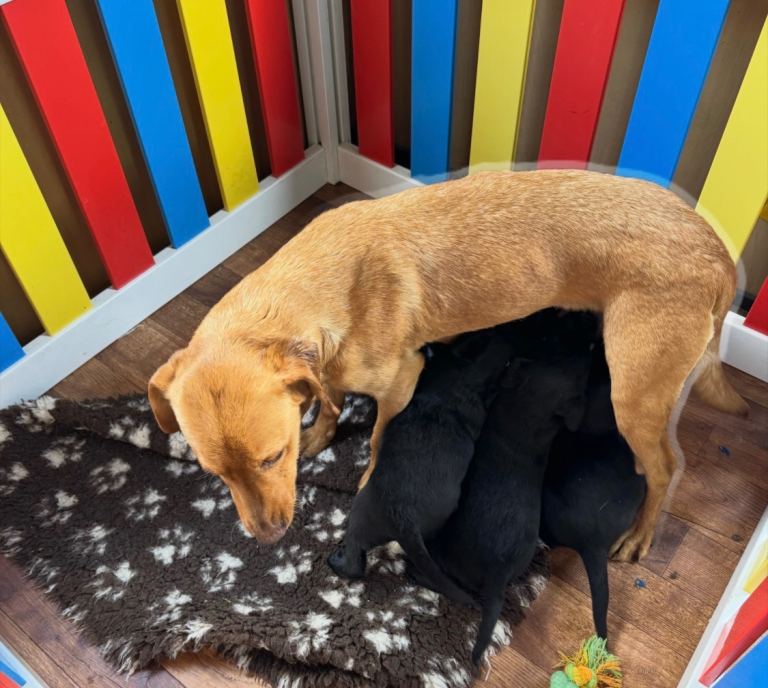 4 beautiful Labrador puppies 