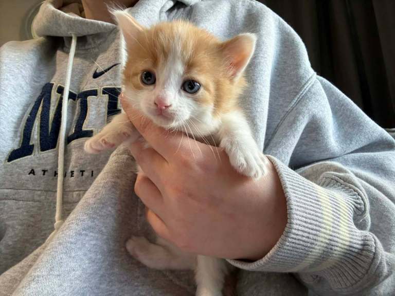 Bengal cross kittens 1 girl tortoise outher 2 boys