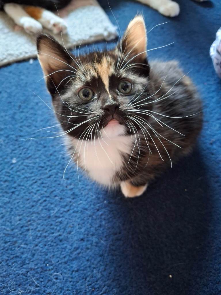 Gorgeous kittens 