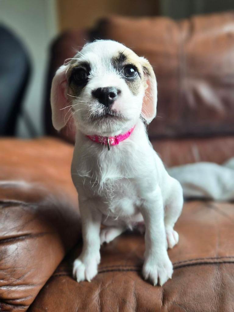 Puppy
