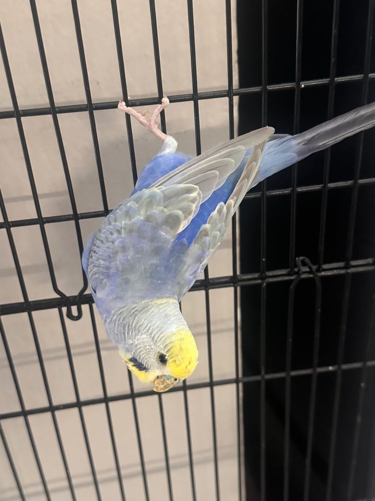 Blue factor budgie 5 months old £35