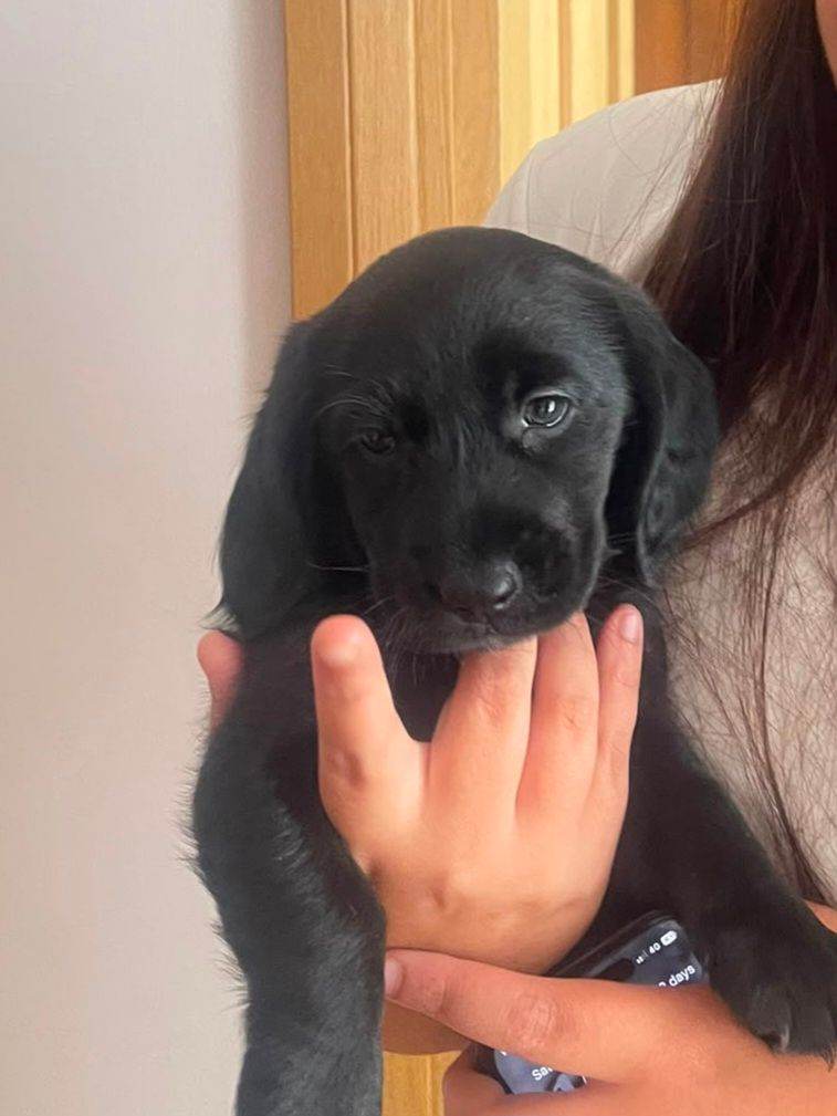 Stunning cockerdor puppies