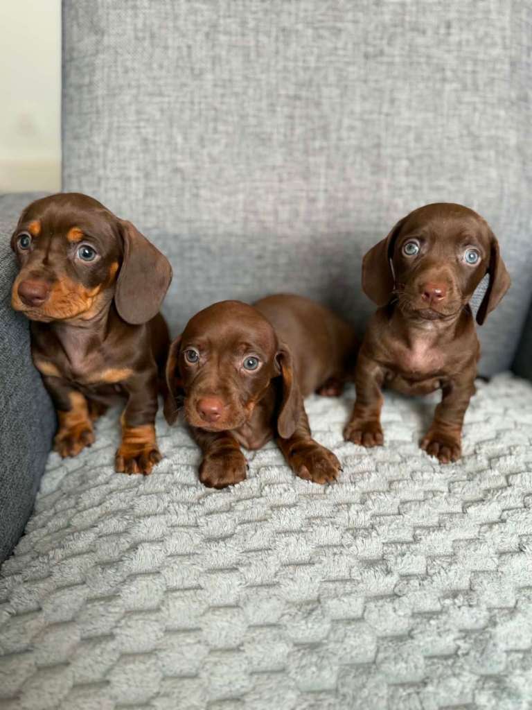 Miniature Dachshund