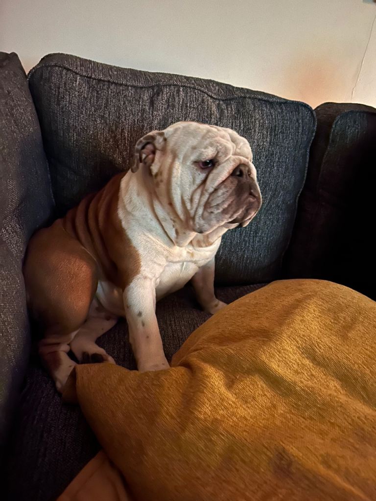 Stunning British bulldog