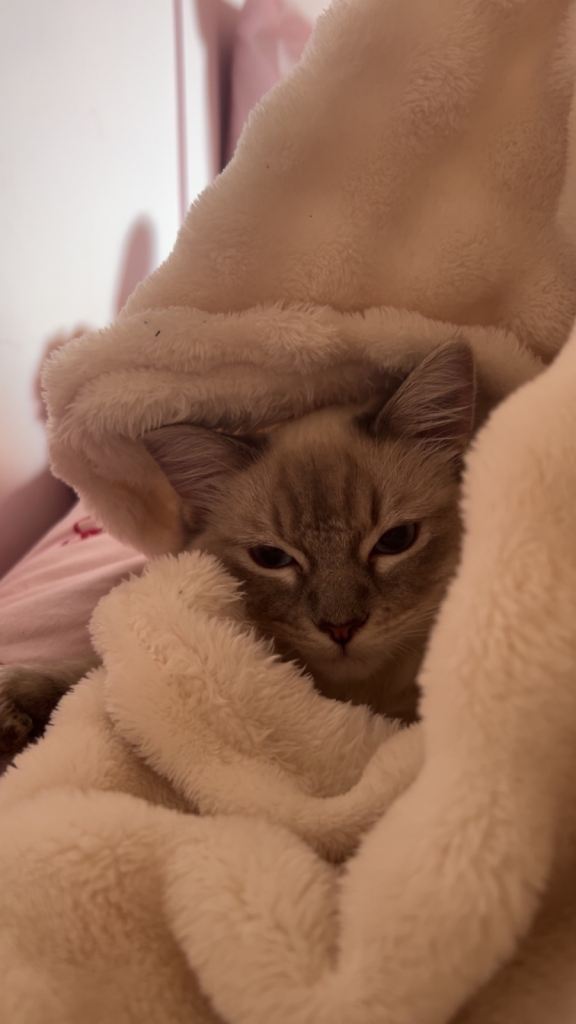 Lady the ragdoll 