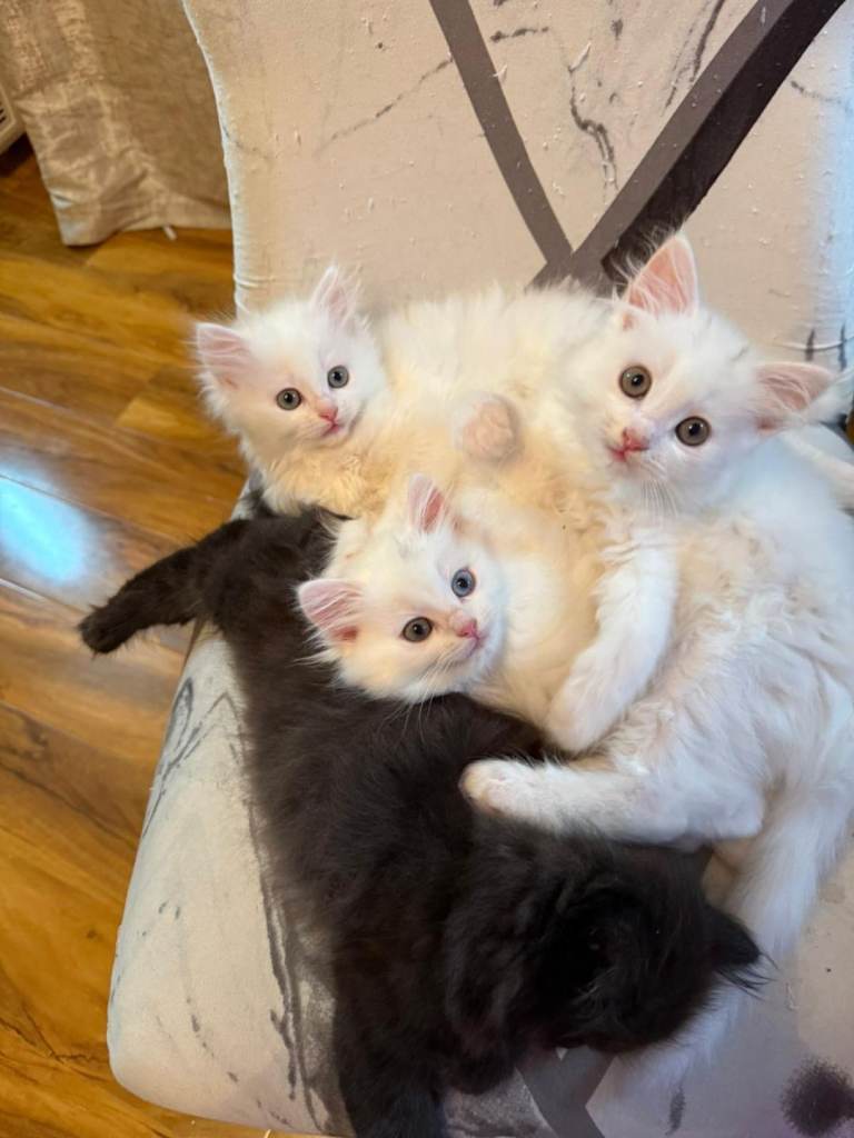 4 Persian kittens