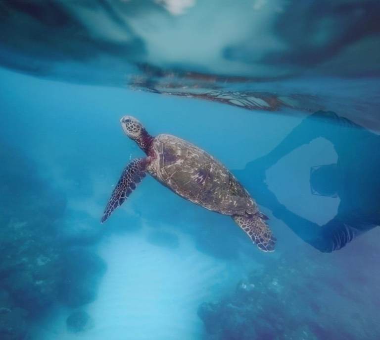 Decorative Aquatic themed toughened glass, heat-resistant glass feature piece