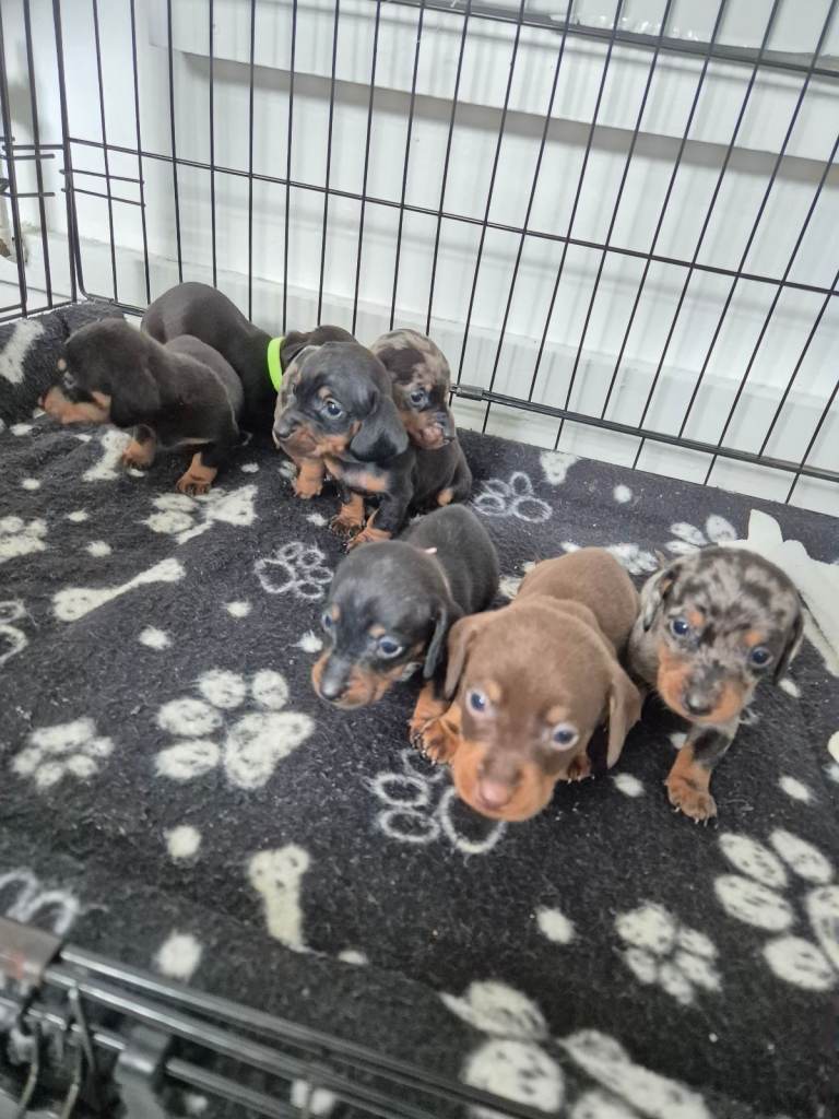 ❤️ 🐕 Beautiful Miniature Dachshunds 