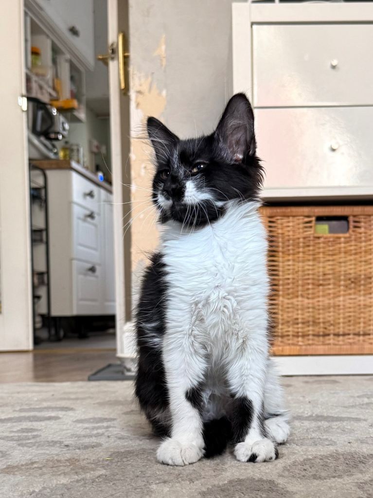 3 months old kitten