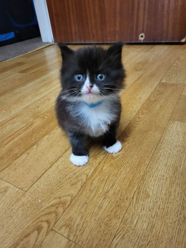 beautiful half maine coon baby boy 