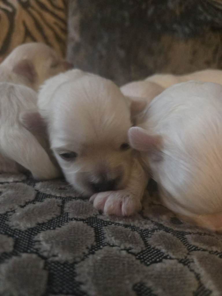 Maltese puppies