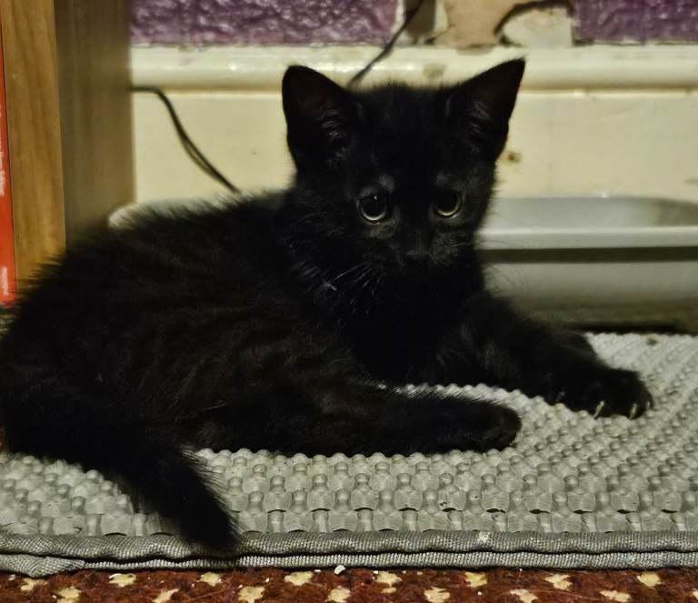 Kitten 10w ready for new homes 