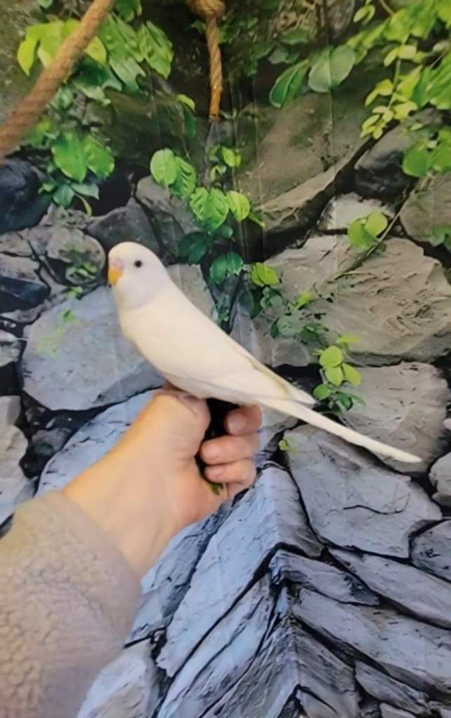Budgies for sale 