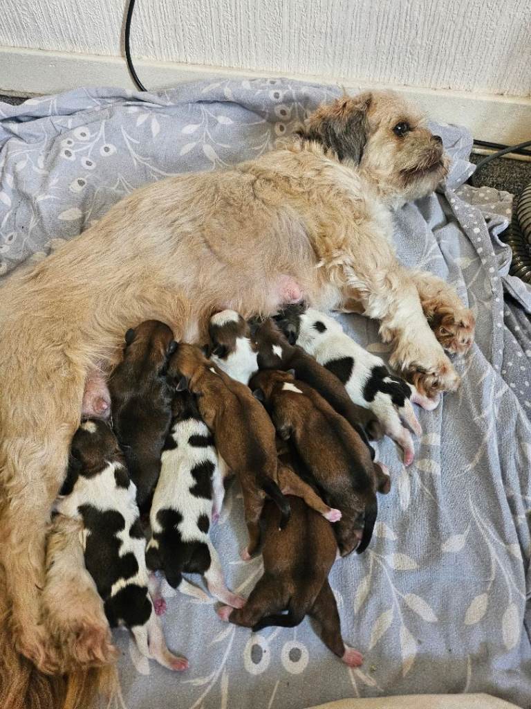 Lhasa apso puppies 