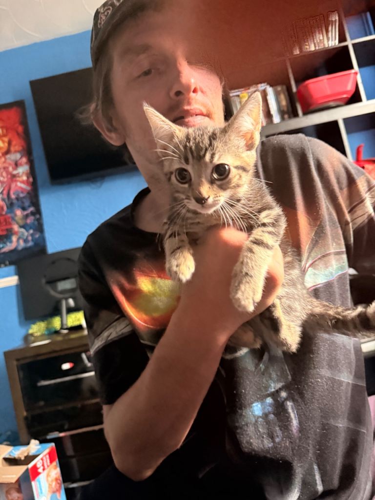 Kittens 9 weeks old