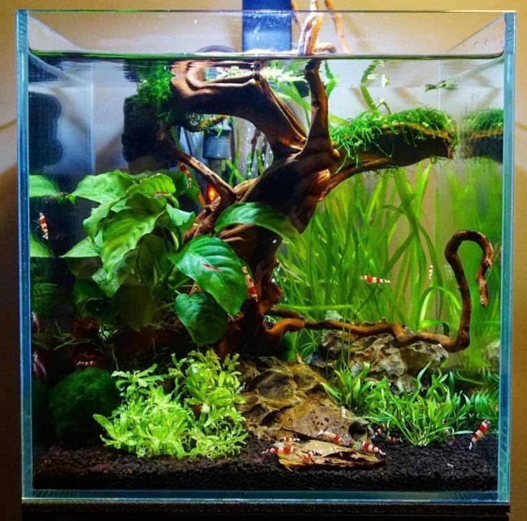 Evolution Aqua Nano aquarium 30L with piano black stand
