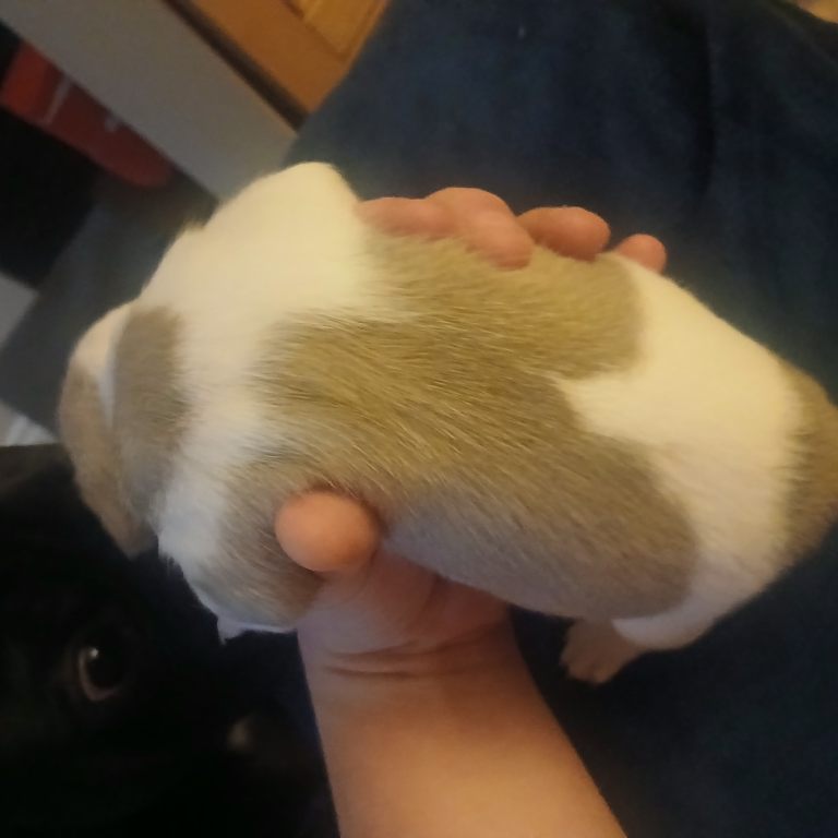 Puppies 3/4 french bulldog 1/4 pug 