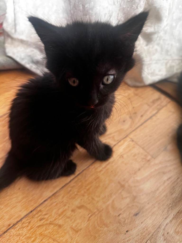 Adorable kittens 